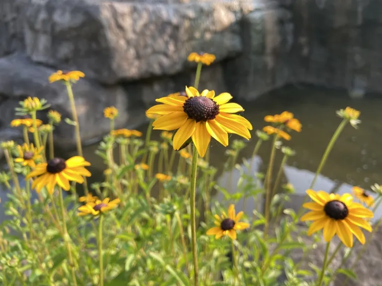 Rudbeckia fulgida var. fulgida flower