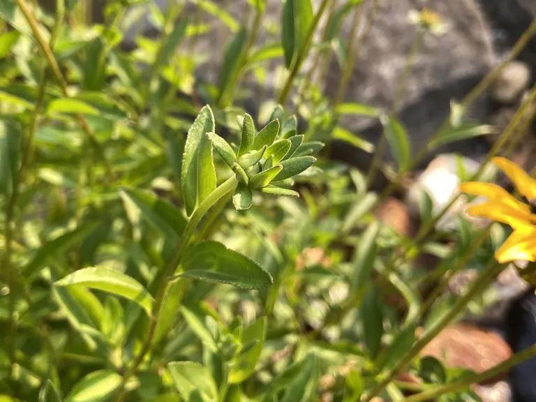 Rudbeckia fulgida var. fulgida flower bud