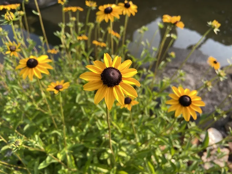 Rudbeckia fulgida var. fulgida flower