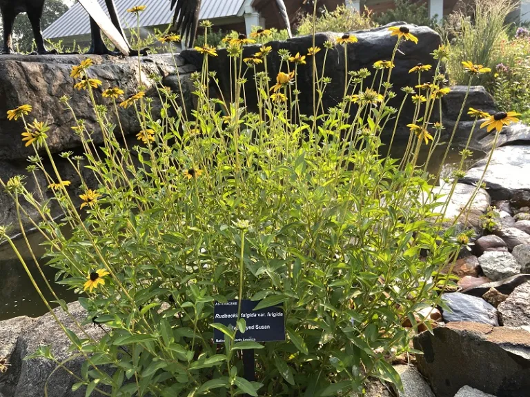 Rudbeckia fulgida var. fulgida flowering habit