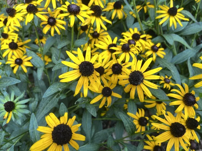 Rudbeckia fulgida var. sullivantii 'Little Goldstar' flowers