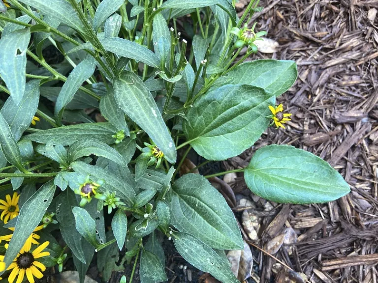 Rudbeckia fulgida var. sullivantii 'Little Goldstar' foliage