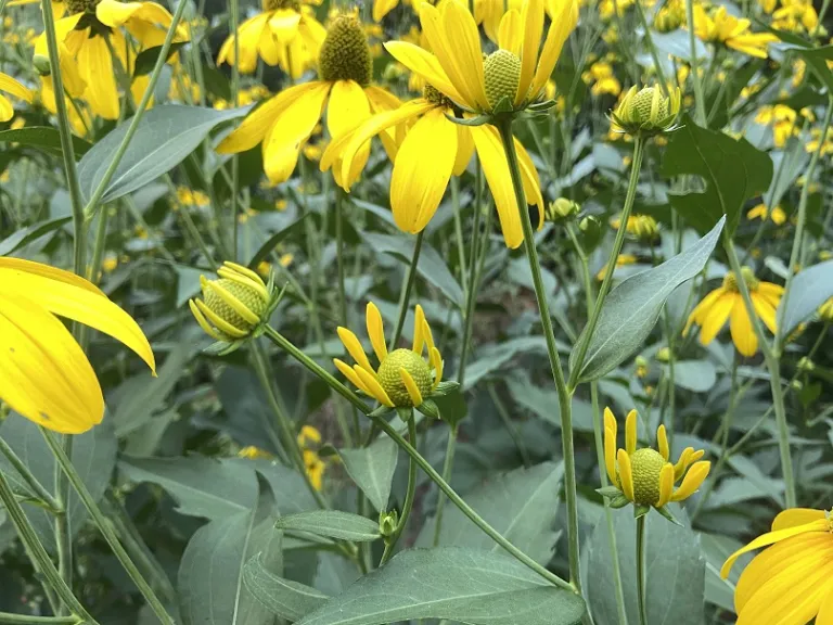 Rudbeckia laciniata flower buds opening