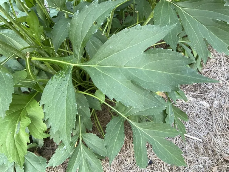 Rudbeckia laciniata foliage