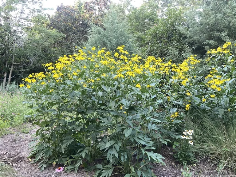 Rudbeckia laciniata habit