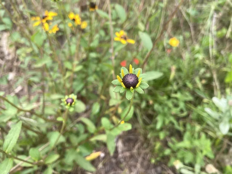 Rudbeckia triloba early flower