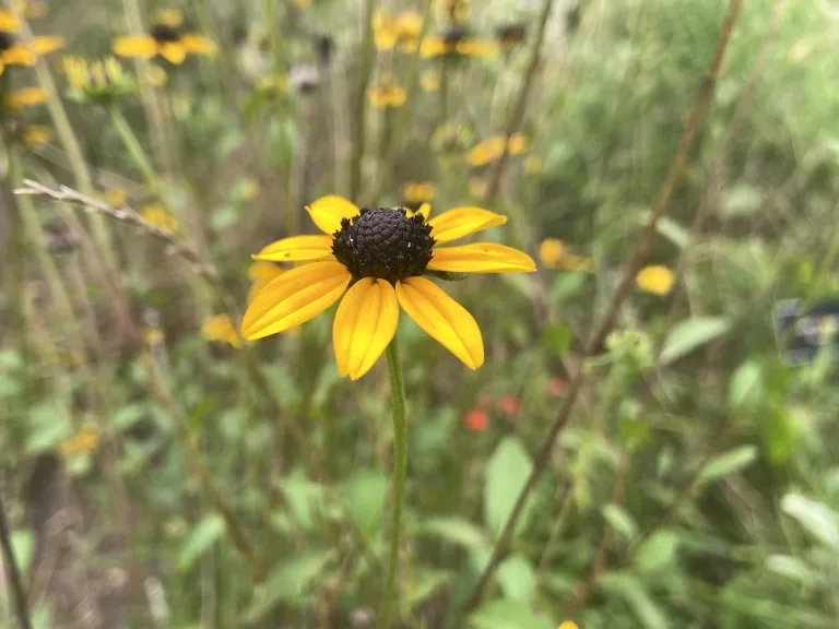 Rudbeckia triloba flower