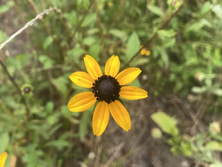 Rudbeckia triloba flower