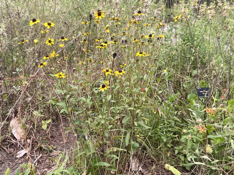 Rudbeckia triloba flowering habit