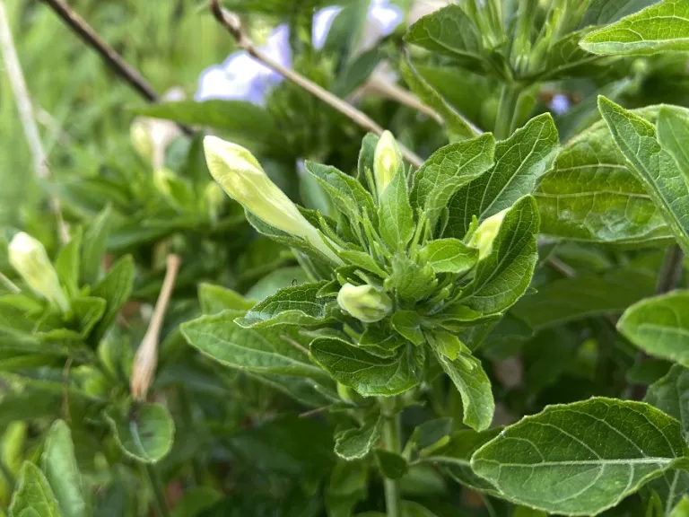 Ruellia caroliniensis flower buds