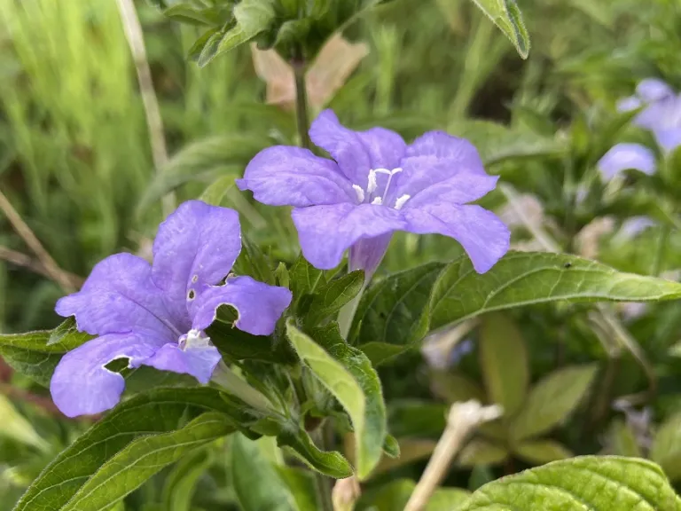 Ruellia caroliniensis flowers