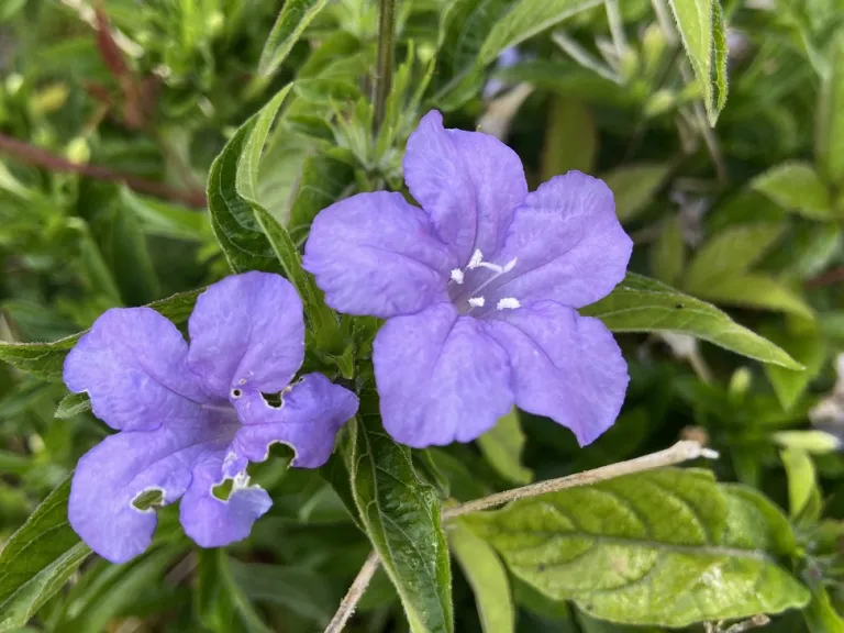 Ruellia caroliniensis flowers