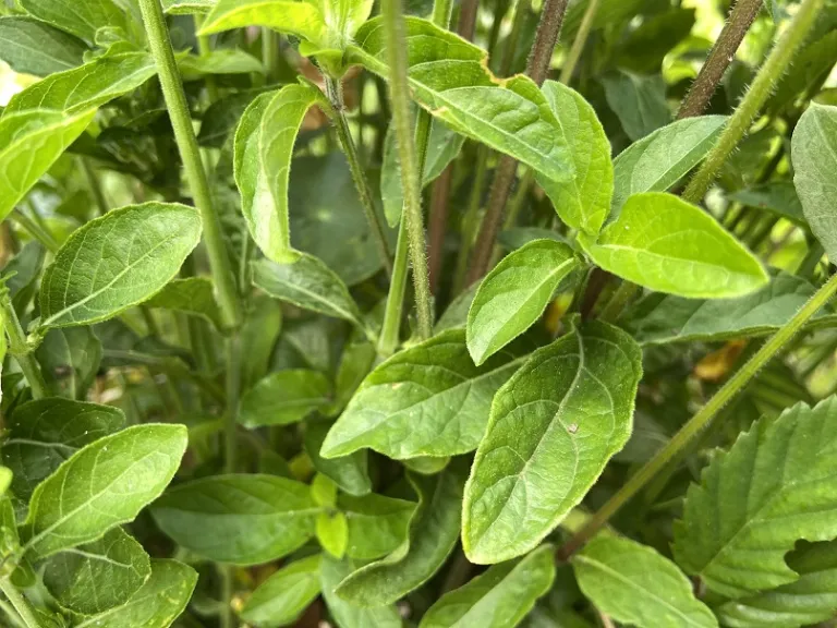 Ruellia caroliniensis foliage