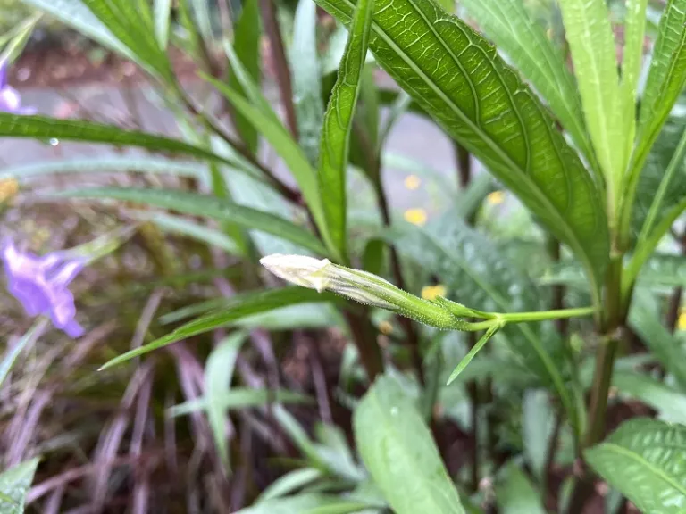 Ruellia simplex flower bud