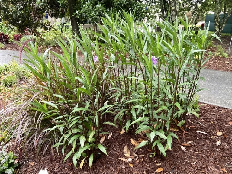 Ruellia simplex flowering habit