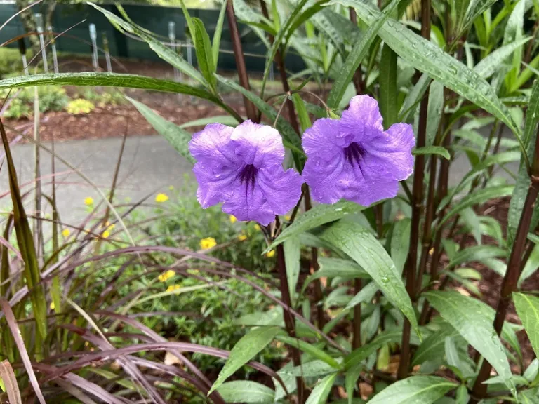 Ruellia simplex flowers