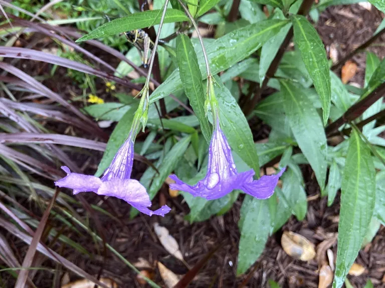 Ruellia simplex flowers