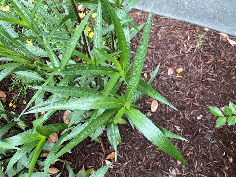 Ruellia simplex foliage