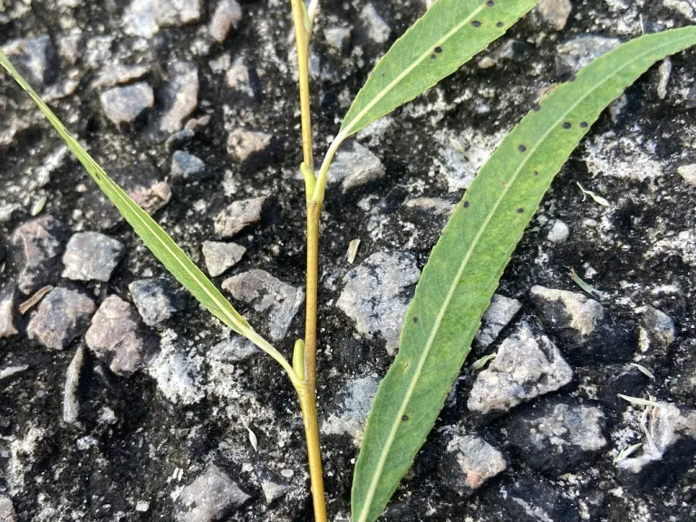 Salix babylonica axillary buds