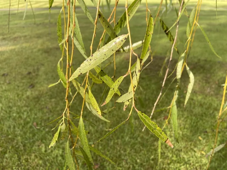 Salix babylonica foliage