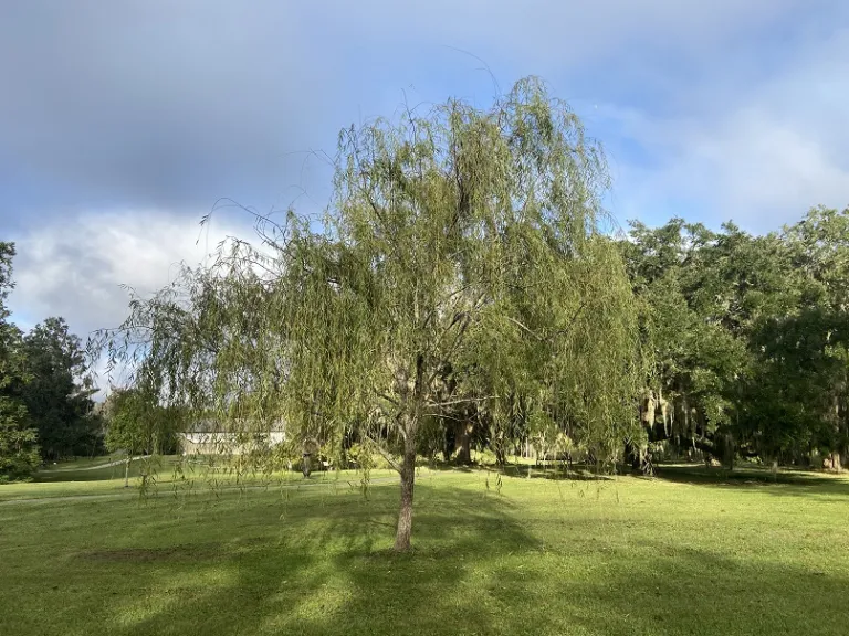 Salix babylonica habit