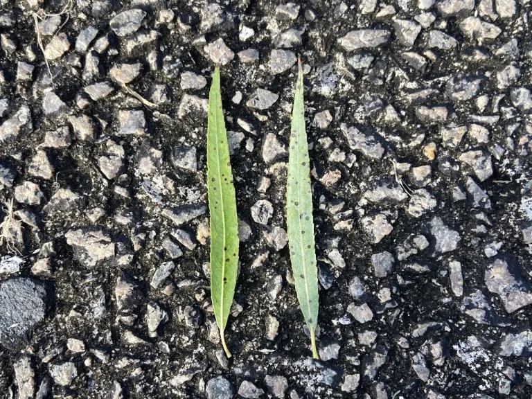 Salix babylonica leaf front and back