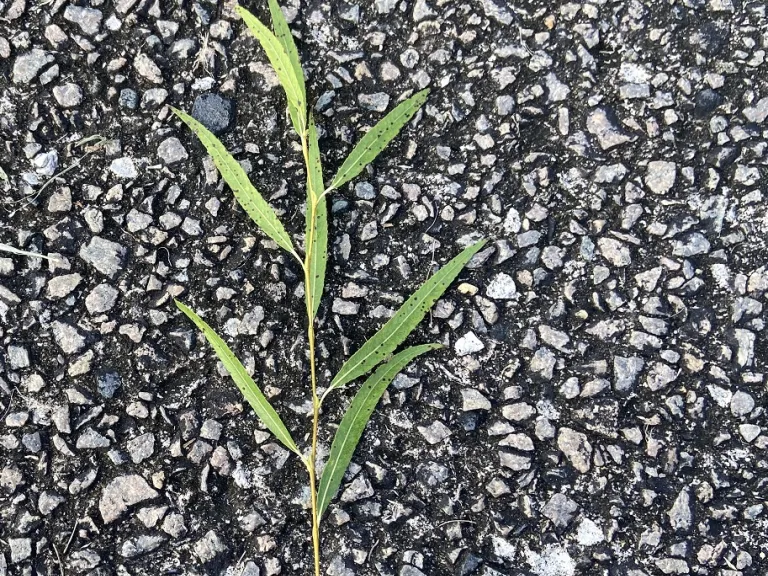 Salix babylonica stem