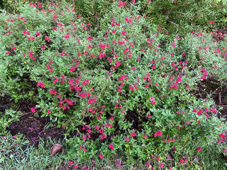 Salvia 'Maraschino' habit