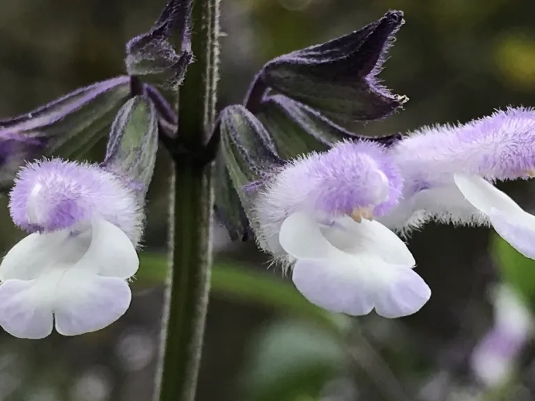 Salvia 'Waverly' flowers