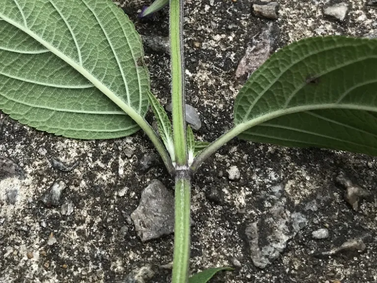 Salvia 'Waverly' opposite leaf attachment