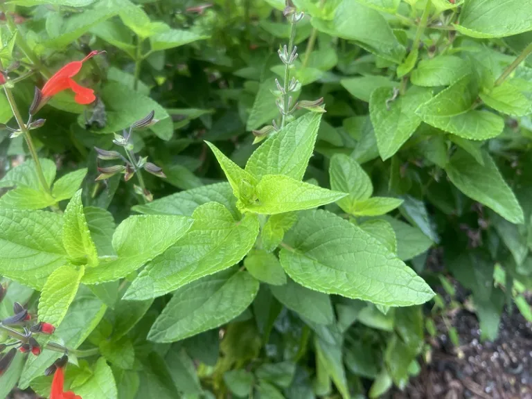 Salvia coccinea 'Forest Fire' foliage