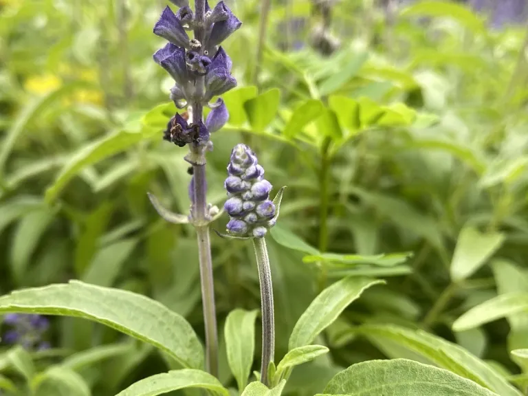 Salvia farinacea (Velocity™ Blue) flower buds