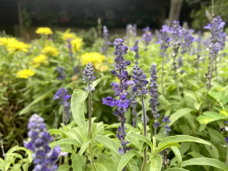 Salvia farinacea (Velocity™ Blue) flowers