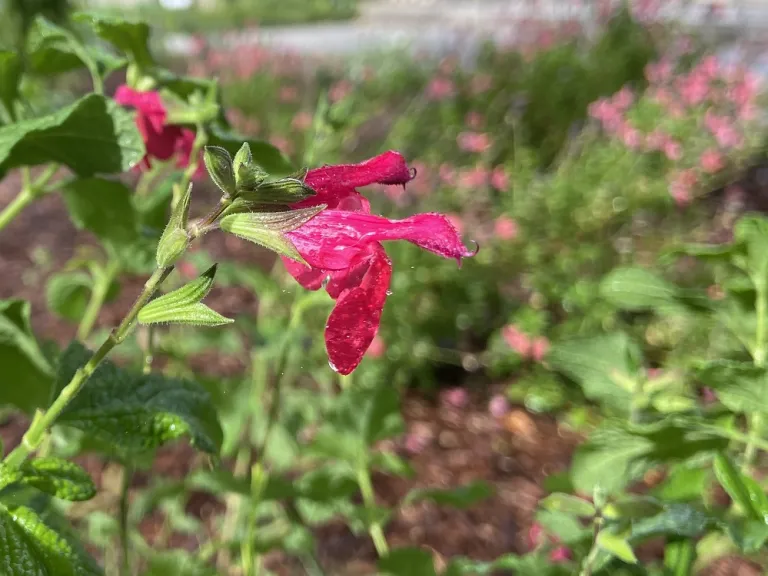 Salvia greggii x karwinskii 'Riverside' flower