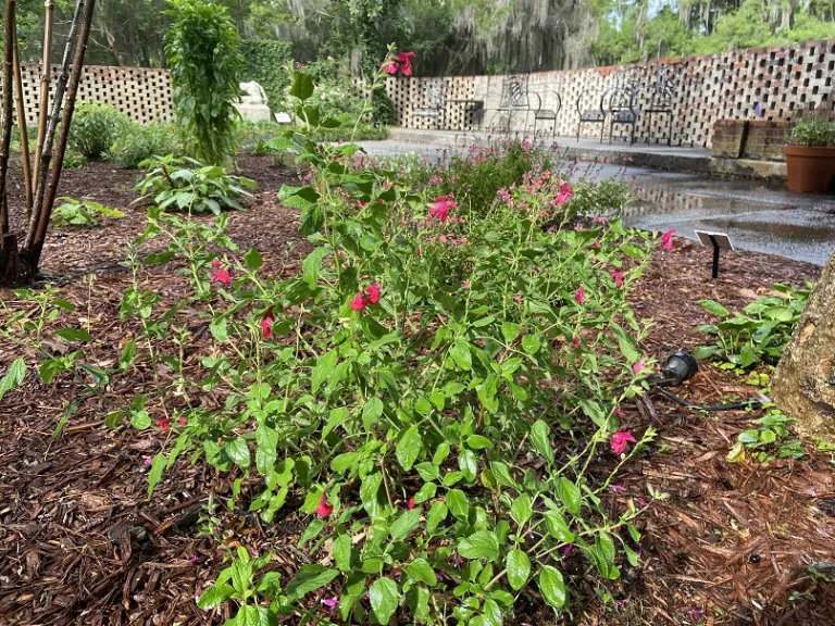 Salvia greggii x karwinskii 'Riverside' flowering habit