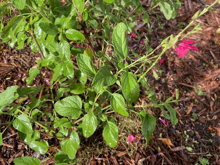 Salvia greggii x karwinskii 'Riverside' foliage