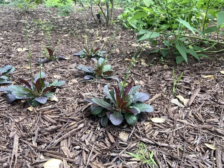 Salvia lyrata 'Purple Knockout' fruiting habit