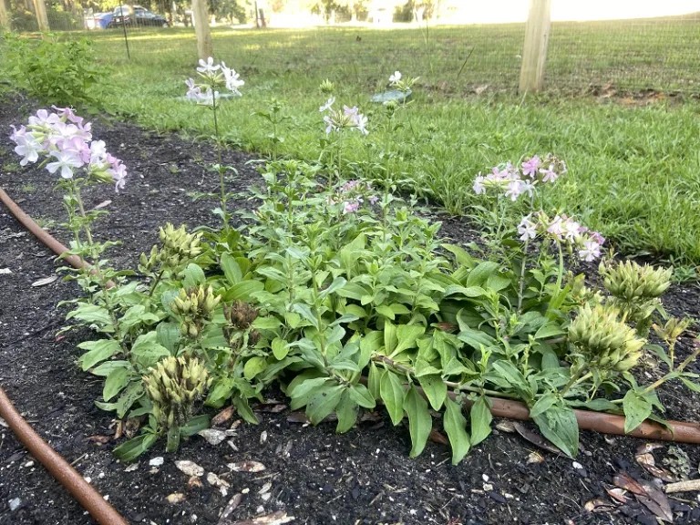 Saponaria officinalis flowering habit