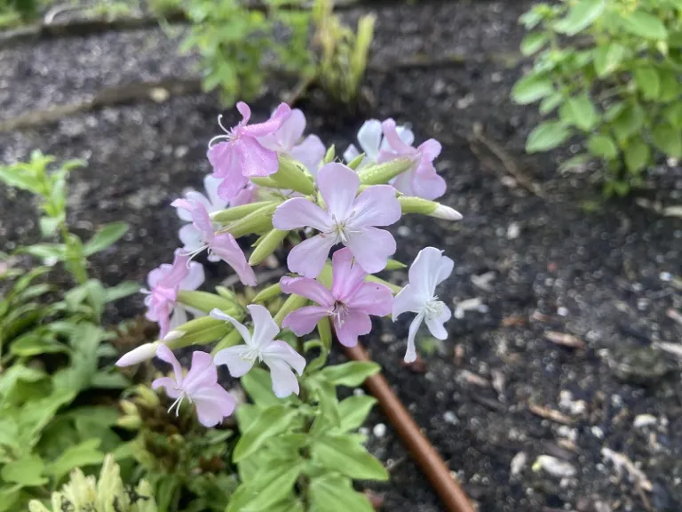 Saponaria officinalis flowers