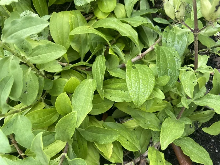 Saponaria officinalis foliage