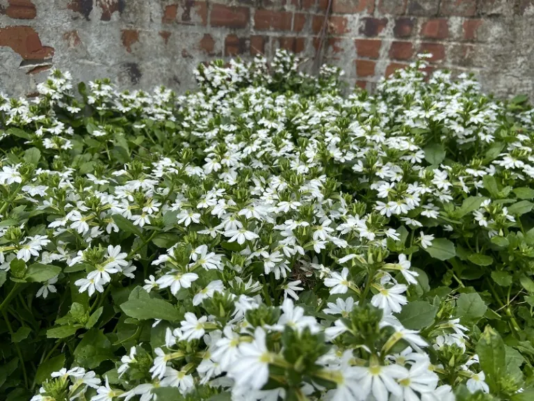 Scaevola 'Wesscaepe' (Scalora® Pearl) flowering habit