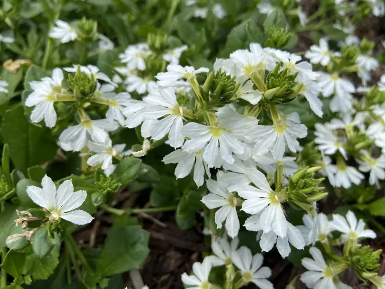 Scaevola 'Wesscaepe' (Scalora® Pearl) flowers