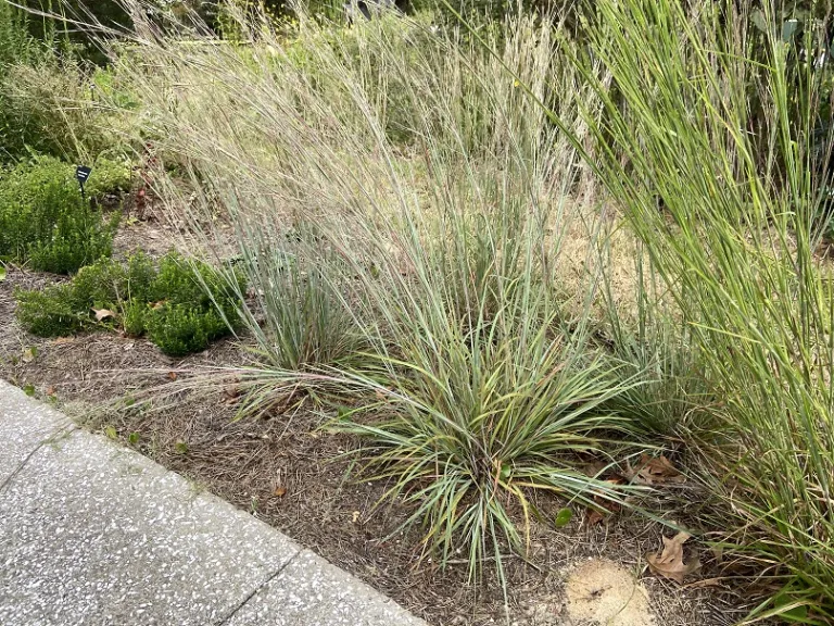 Schizachyrium scoparium habit