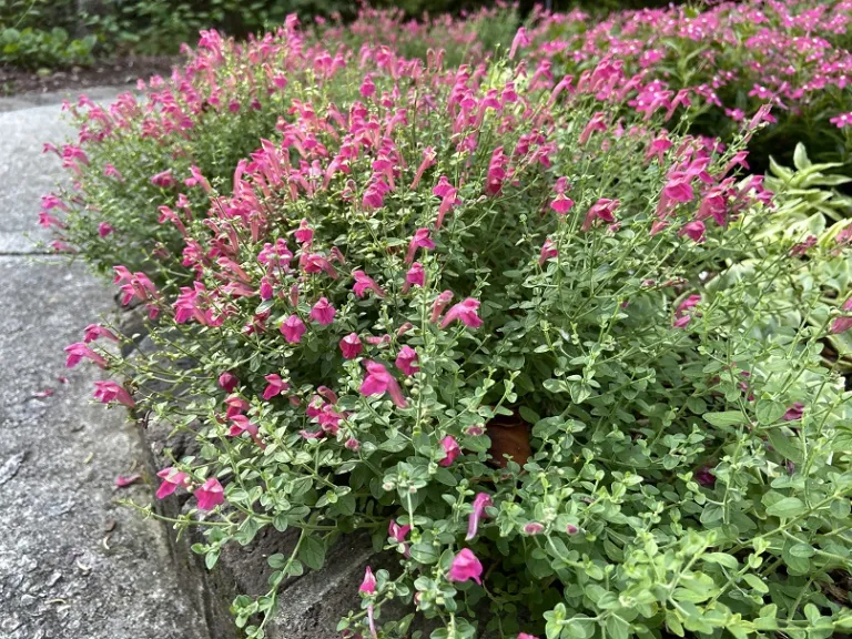 Scutellaria suffrutescens flowering habit