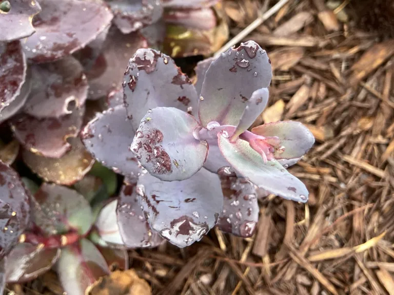 Sedum 'Blue Pearl' (SunSparkler®) foliage