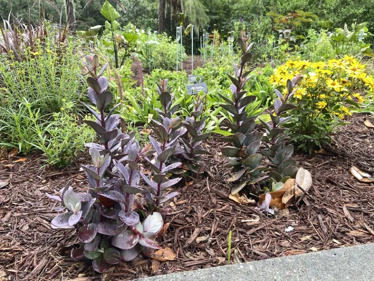 Sedum 'Blue Pearl' (SunSparkler®) habit