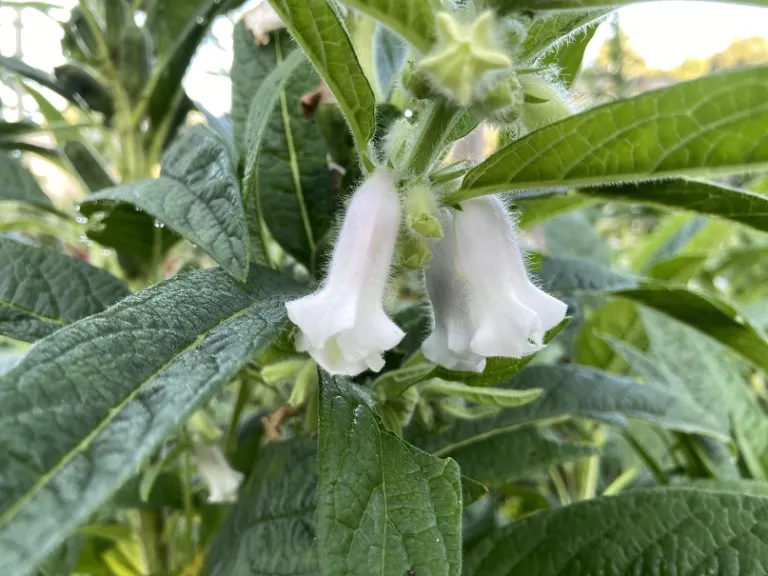 Sesamum indicum 'Shirogoma' flowers