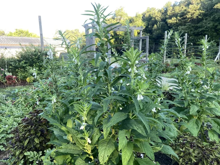 Sesamum indicum 'Shirogoma' flowering habit