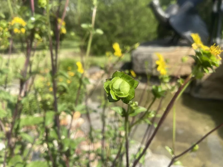 Silphium asteriscus flower bud