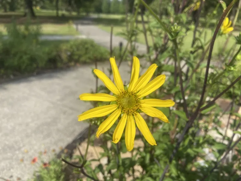 Silphium asteriscus flower